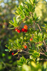 Madrona or strawberry tree