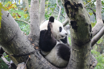 Obraz premium Baby Panda on the Tree