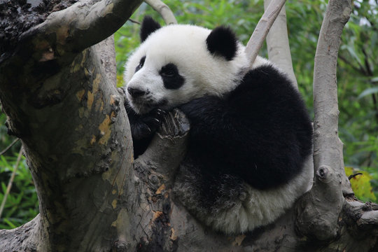 Baby Panda on the Tree