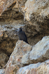 taccola (Corvus monedula) su parete rocciosa nido