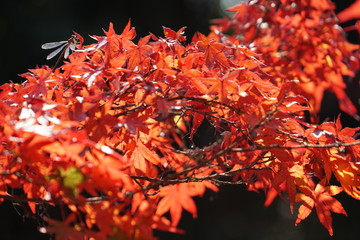 red maple leaves and red dragonfly
