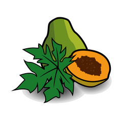 Hand drawn fruits. Hand drawn papaya.