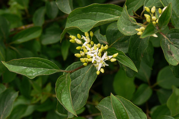 sanguinello (Cornus sanguinea) - ramo con infiorescenza