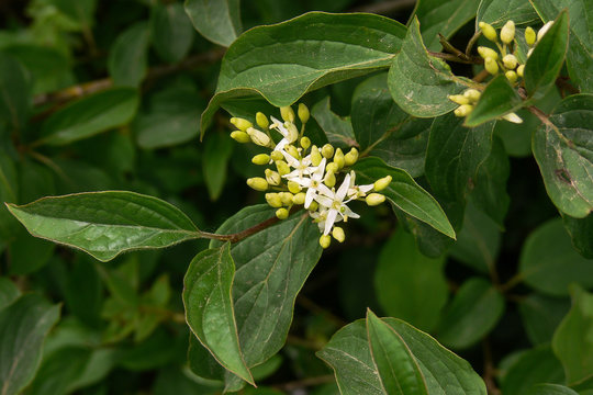 sanguinello (Cornus sanguinea) - ramo con infiorescenza