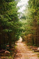 Ścieżka przez zielony las © Jacek