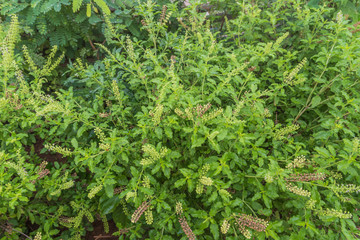sweet basil tree for for ingredient