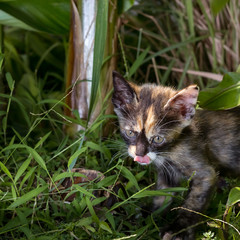 Kitten on the prowl in grass at night.