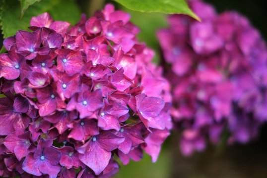 双子の紫陽花