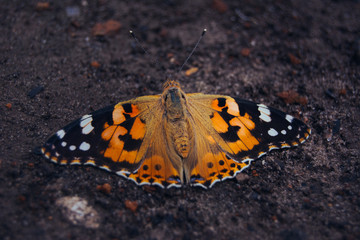 Butterfly on the ground