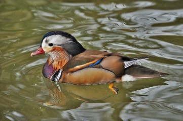 Canard mandarin m&acirc;le (Aix galericulata) 
