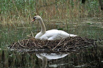 Cygne tuberculé (Cygnus olor) 