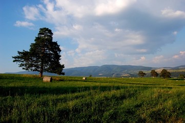 Fototapeta na wymiar green meadow with a tree, cloudy sky and hay packs