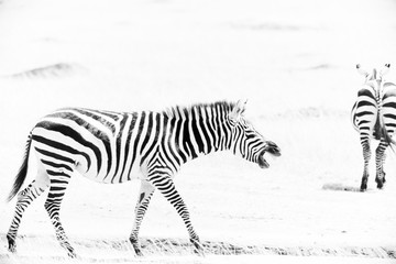 Fototapeta na wymiar Zebras in the African savannah 