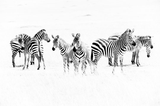 Fototapeta Zebras in the African savannah  