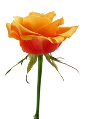 Naklejka premium yellow rose close up isolated