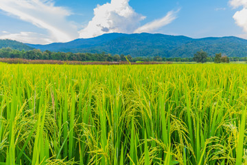 Fototapeta na wymiar golden rice field with blue sky