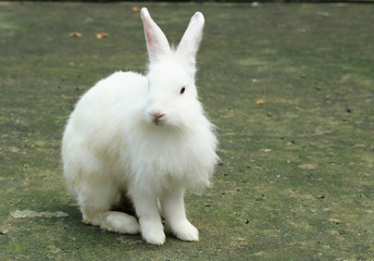 white rabbit