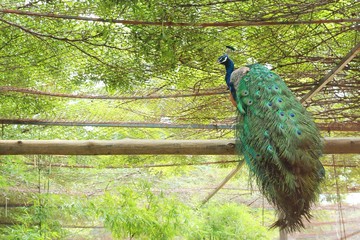 Obraz premium Indian peacock species