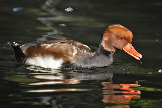 nette rousse m&acirc;le ( Netta rufina )