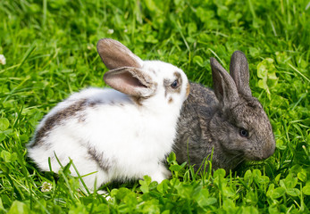 close-up two rabbits