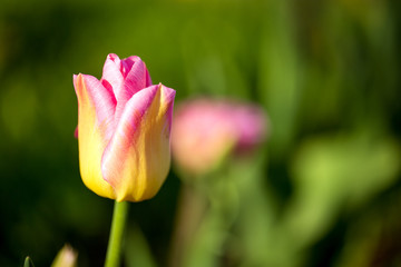 tulip blooming in spring