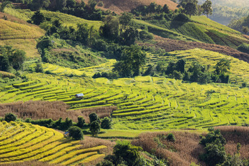 Terraced Rice Field