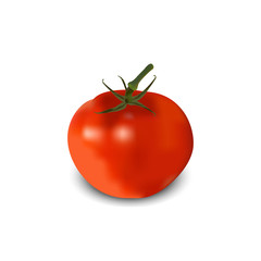 Tomato realistic. vector illustration