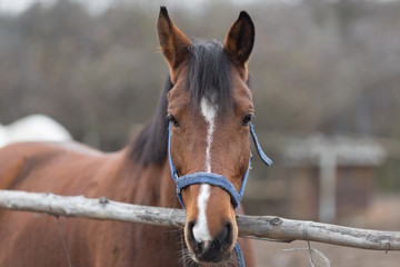 Obraz premium Portrait of a thoroughbred horse close up in nature.