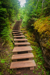 Stairs leading up into forest