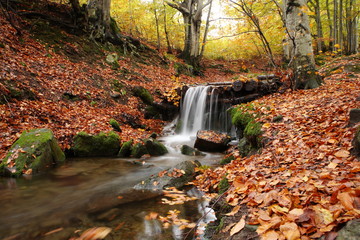 Obraz na płótnie Canvas Stream in beech forest in a golden autumn in the Carpathians.