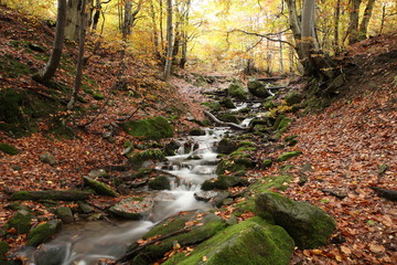 Stream in beech forest in a golden autumn in the Carpathians.