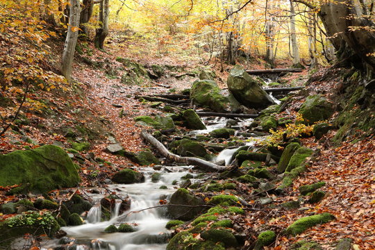Stream in beech forest in a golden autumn in the Carpathians.