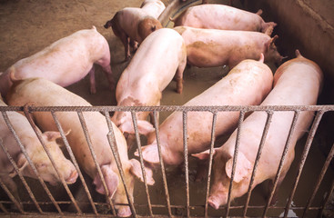 Lean hogs in a farm, closeup of photo