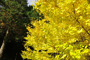 西日本の山、里山のいちょう・兵庫県多可郡多可町
