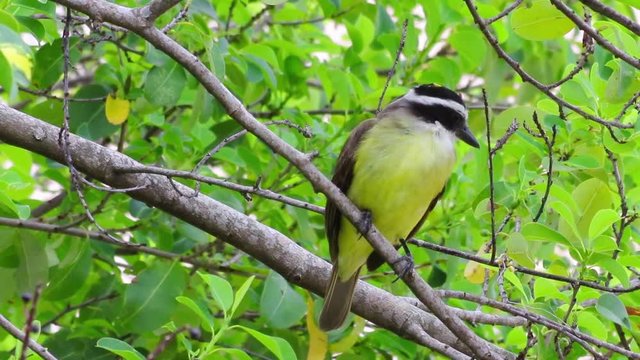 Bem-te-vi. (Pitangus sulphuratus)