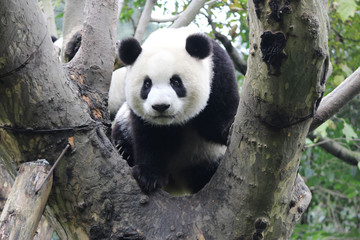 Fototapeta premium Baby Panda on the Tree