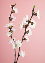 Fototapeta na wymiar apricot flowers