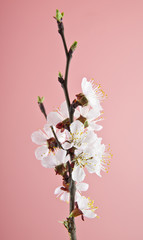 apricot flowers