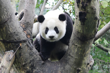 Fototapeta premium Baby Panda on the Tree