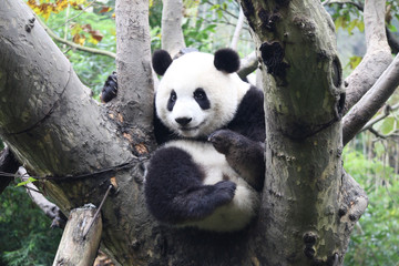 Obraz premium Baby Panda on the Tree