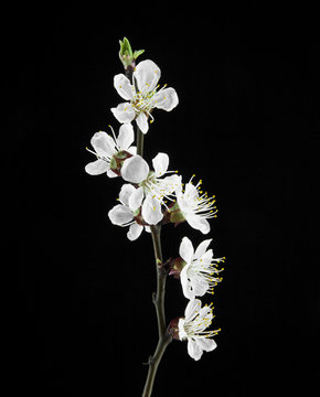 Fototapeta apricot flowers