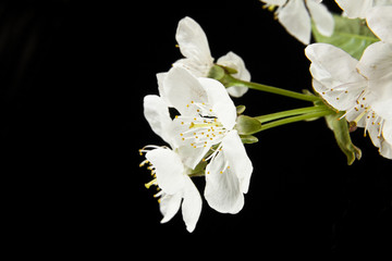 flowers of cherry