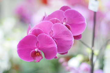 Fototapeta na wymiar a beautiful orchid