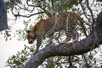 African leopard
