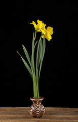 spring yellow daffodil flowers