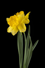 spring yellow daffodil flowers