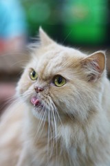 Naklejka na ściany i meble Cute persian cat sticking the tongue out