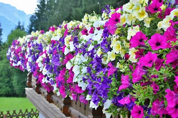 Fotobehang Baskets of hanging petunia flowers © tadeas