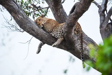 Abwaschbare Fototapete Afrikanischer Leopard © SB