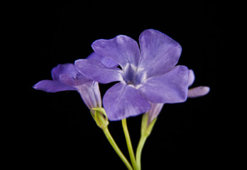 spring lilac-purple flower, periwinkle
